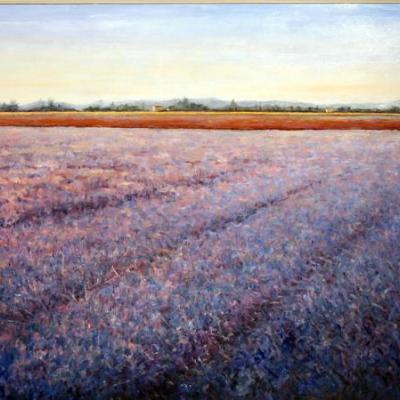 Campi di lavanda in Provenza